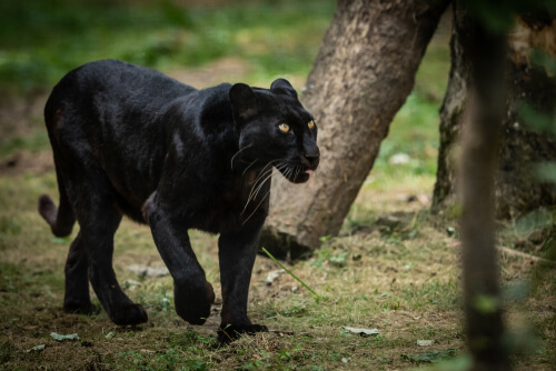Pantera negra: características