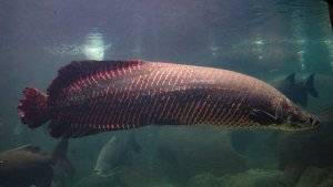 5 peces de ríos sudamericanos