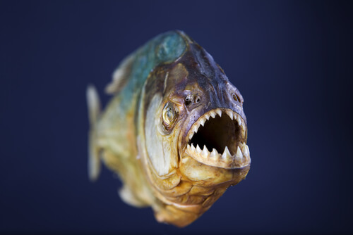 Peces de ríos sudamericanos: piraña