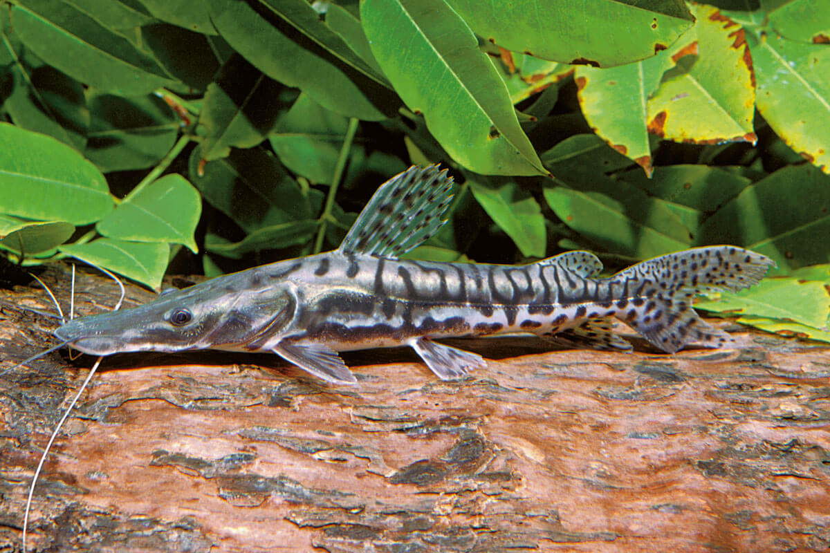 Peces de ríos sudamericanos: surubí