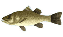 Peces de ríos sudamericanos: trucha criolla