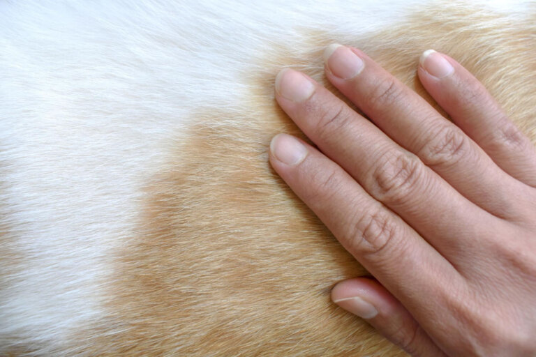Bultos en la piel del perro, ¿qué significan?