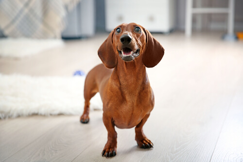 Perro salchicha o teckel o dachshund