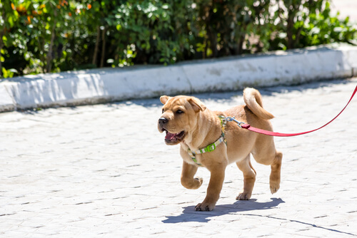 6 razones por las que un perro tira de la correa