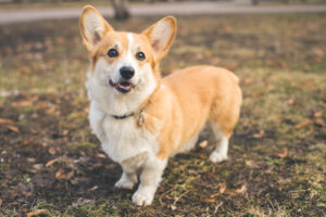 Razas de perros con patas cortas