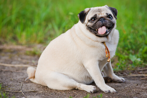 Personas y perros con sobrepeso se parecen más de lo que crees
