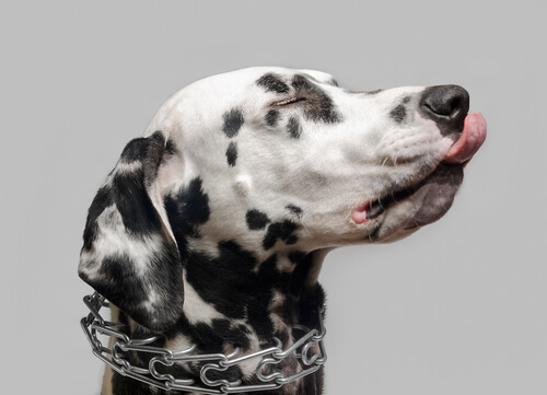Problemas de comportamiento en perros que usan collares de castigo