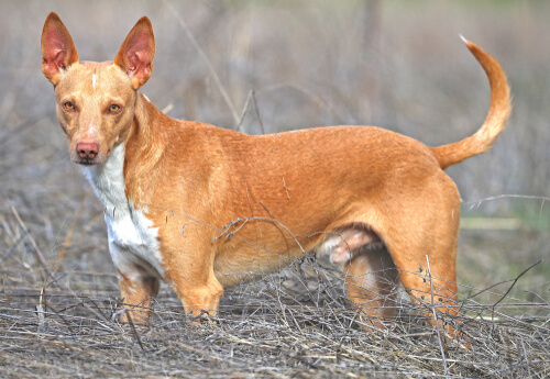 Podenco canario.