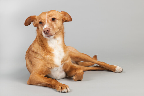 Podenco canario.