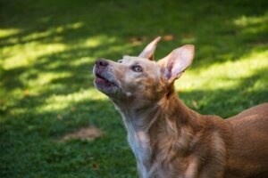 Historia de los perros podenco: cuantos tipos existen