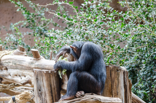 Por qué los chimpancés son tímidos
