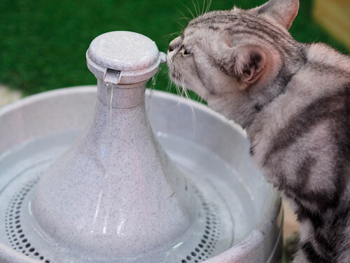 ¿Cómo funciona la fuente de agua del gato?