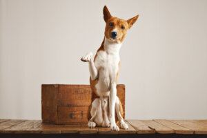 ¿Puede un perro hacer sus necesidades en una caja?