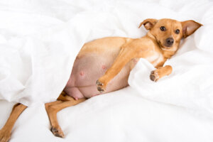 Embarazo psicológico en los perros: causas y tratamiento