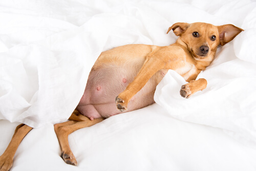 Ánimo Pence cuestionario Embarazo psicológico en los perros: causas y tratamiento - Mis Animales