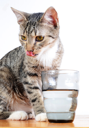 Qué hacer si mi gato no bebe agua