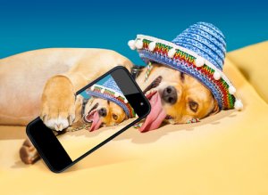 ¿Quieres que tu perro sea famoso en Instagram?