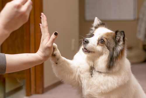 Refuerzo positivo con perros