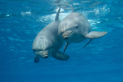 Cría y reproducción de los delfines