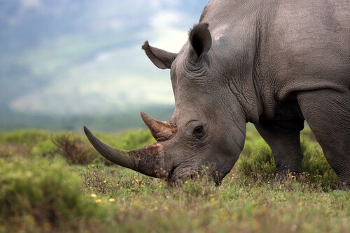 Ocho rinocerontes murieron en su traslado a una reserva