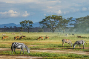 6 curiosidades sobre la sabana africana