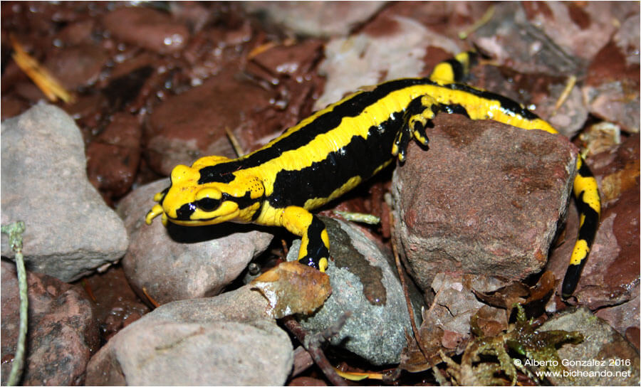 salamandra morada y amarilla