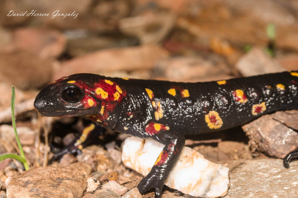 las salamandras tienen hongos