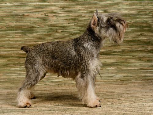 Schnauzer miniatura: carácter