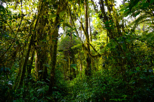 Las selvas más atractivas del mundo