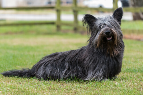 Skye terrier: perros de las Highlands escocesas