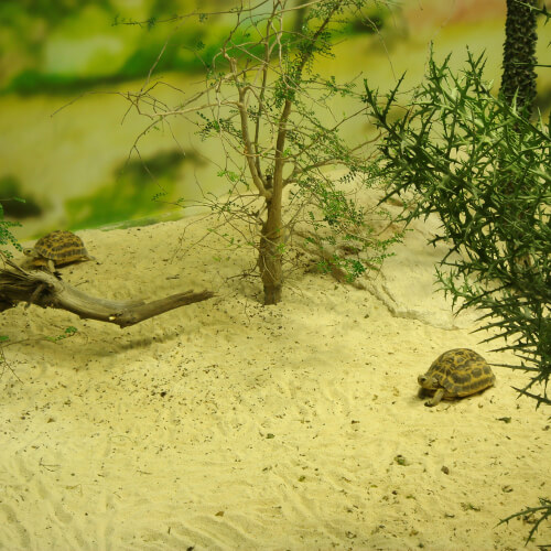 Terrario para tortuga casero