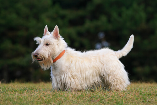 Terrier escocés
