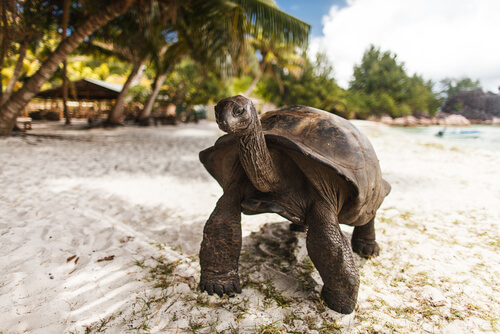 Tortuga gigante de Seychelles