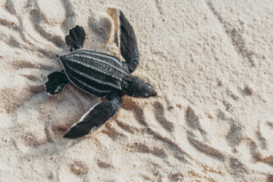 Tortuga laúd: características, alimentación y hábitat