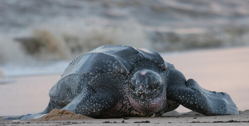 Tortuga laúd: hábitat