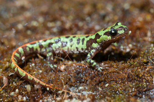 Triton pygmée.