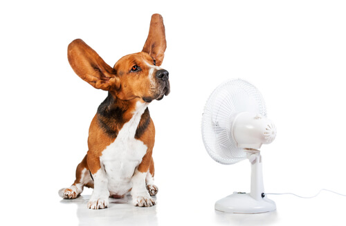 Ventiladores para perros