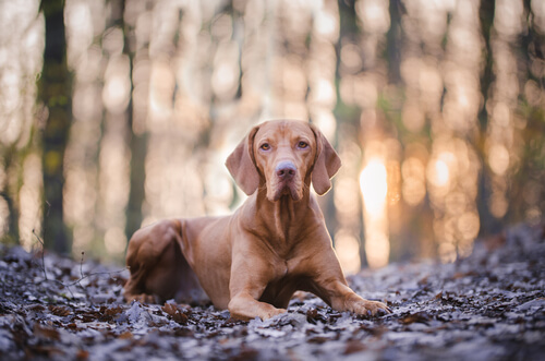 Vizsla: características