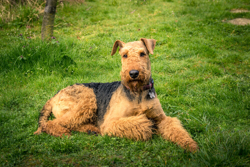 Airedale terrier: temperamento