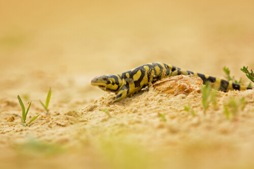 Alimentación de la salamandra tigre