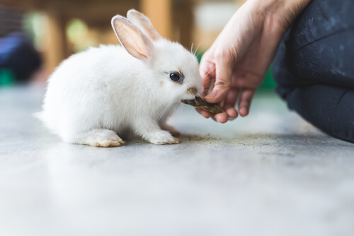 Alimentación de los conejos