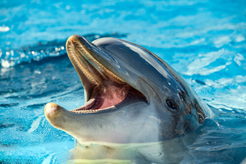 Alimentación de los delfines