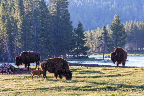 Animales en peligro de extinción en Yellowstone: bisonte