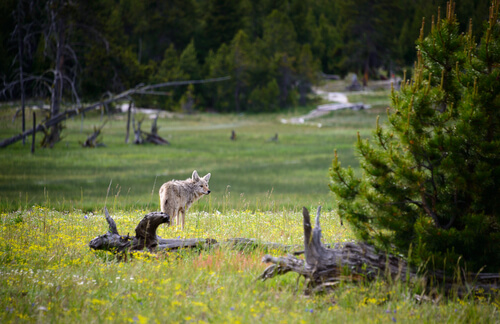 Especies de animales en peligro de extinción en Yellowstone