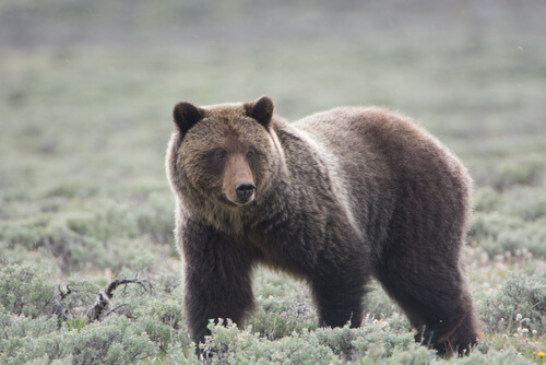 Animales en peligro de extinción en Yellowstone: oso grizzly