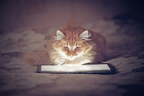 Aplicaciones para gatos