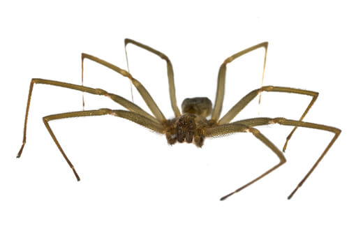 Araña reclusa parda: picadura