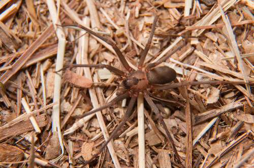 Araña reclusa parda: características