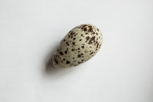 Arao común: huevo