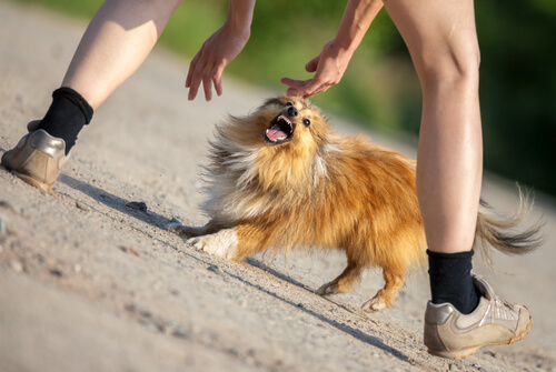 4 tips que debes seguir si te ataca un perro